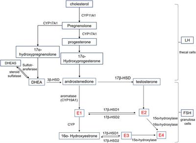 Roles of estrogen and its receptors in polycystic ovary syndrome